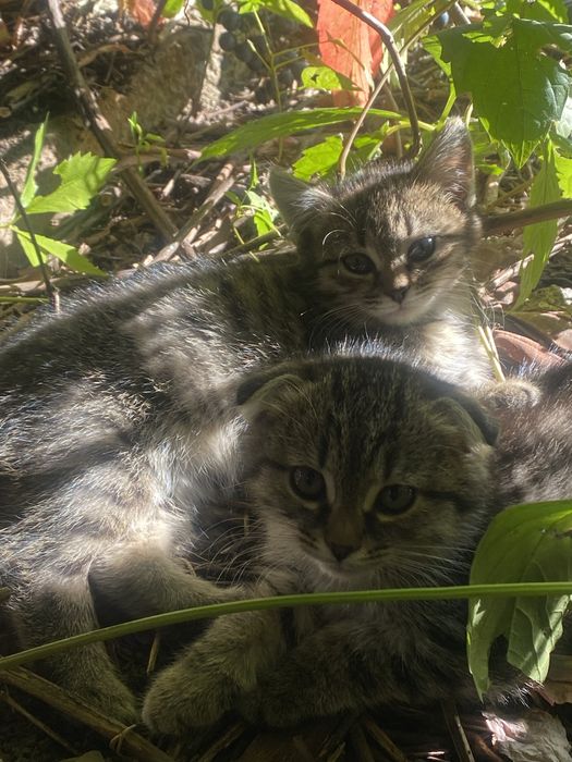 Котята в добрые руки
