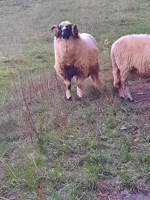 Berbec breaz de vânzare