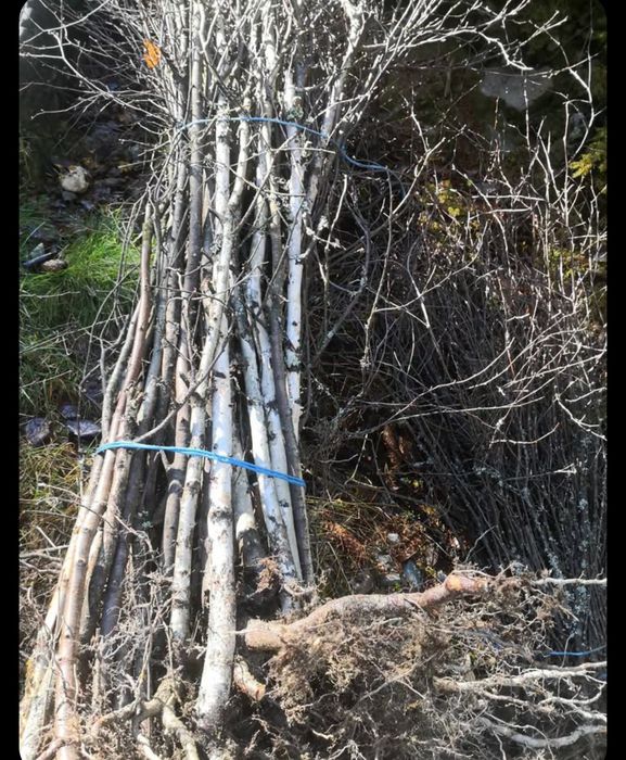 Avem pe stoc puieți de Mesteacăn alb înălțime între 50-170 cm l