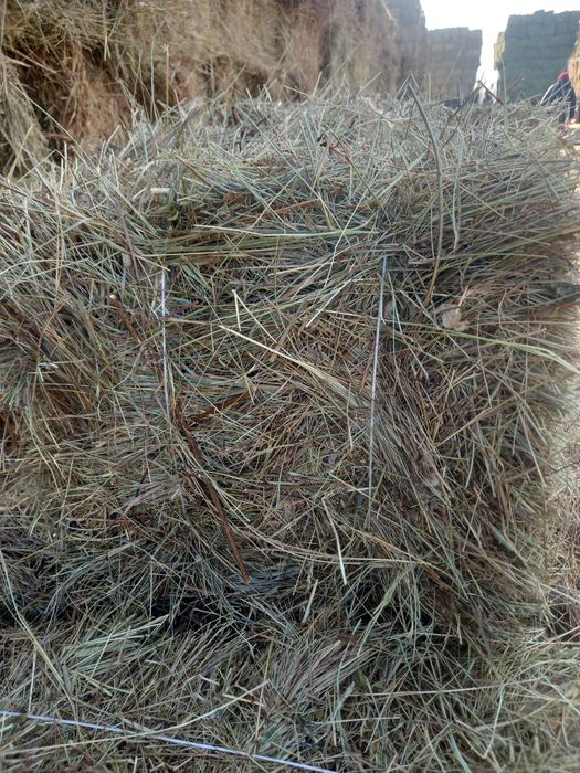 Сено шөп житняк шөп