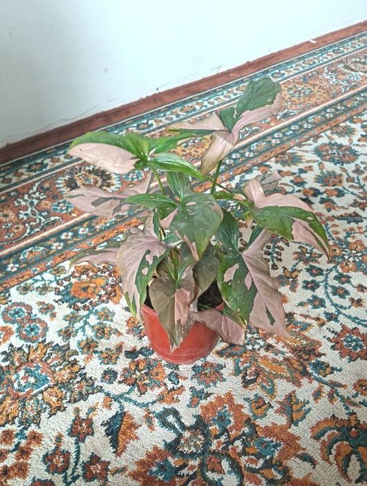 Продается Сингониум ред спот триколор