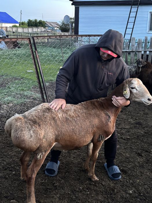 Продам кошкар едилбай