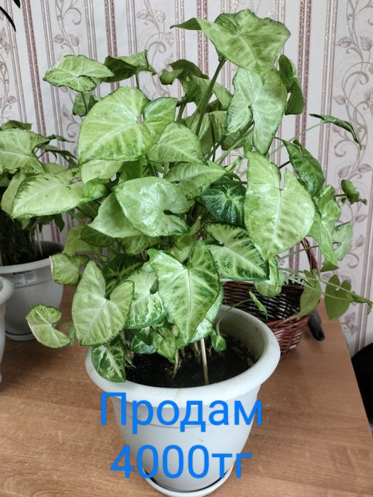 Продам сингониум