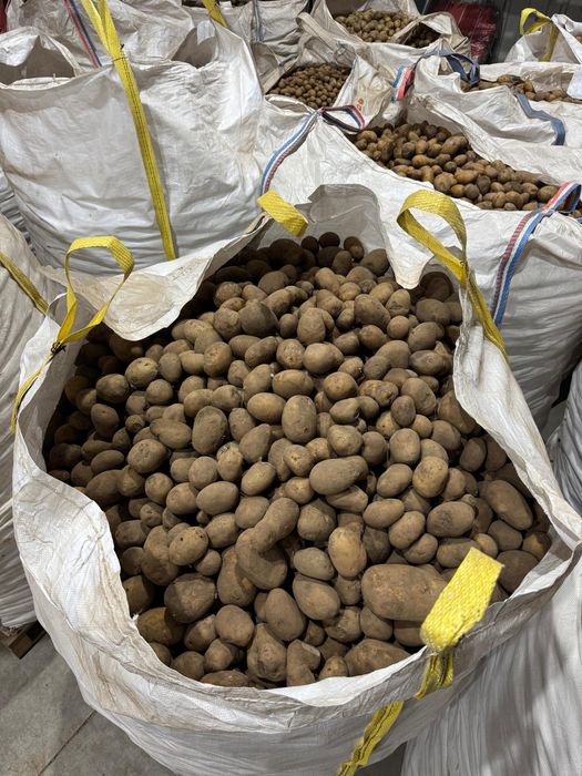 Cartofi si ceapa cls 2