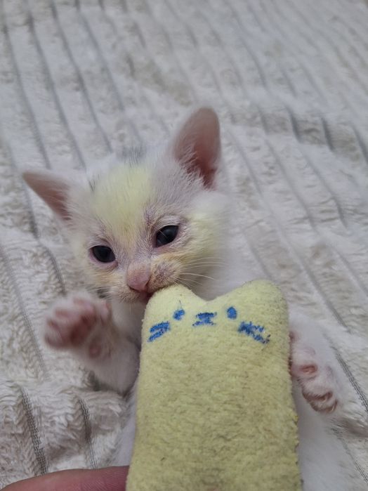 Отдам даром котёнка