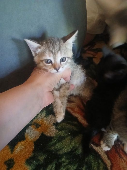 Котята в добрые руки