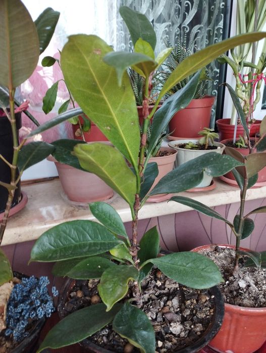 Фикусы разные, красивые