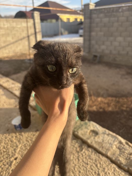 Отдам котенка в добрые руки