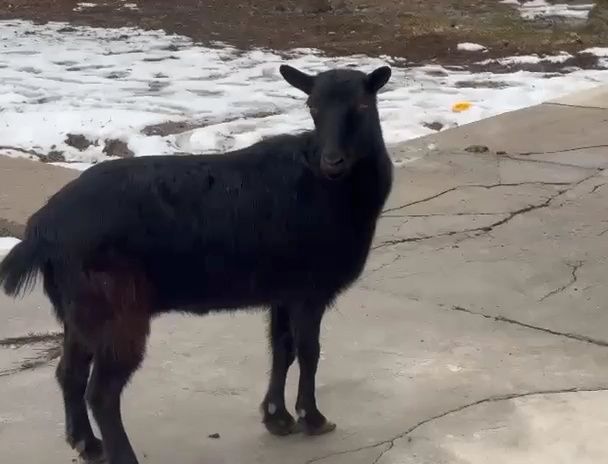 Коза Ешкі Коза Ешкі