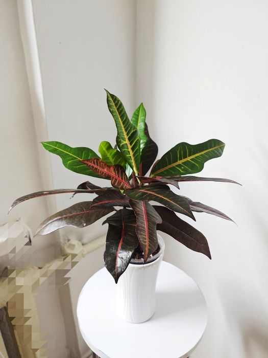 Кротон сорт Нервия