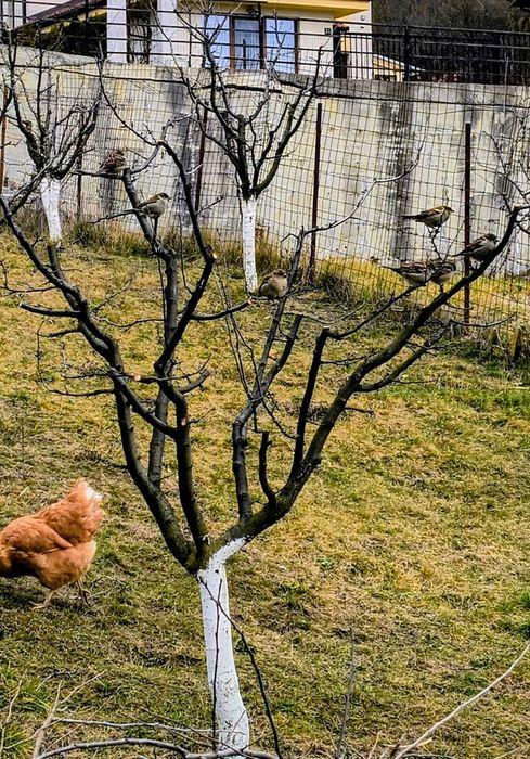 Curățarea/ tăierea/ toaletarea pomilor fructiferi