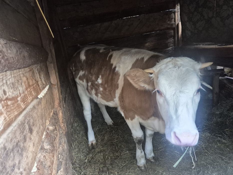 Vand juninca Balțată romaneasca de 10 luni