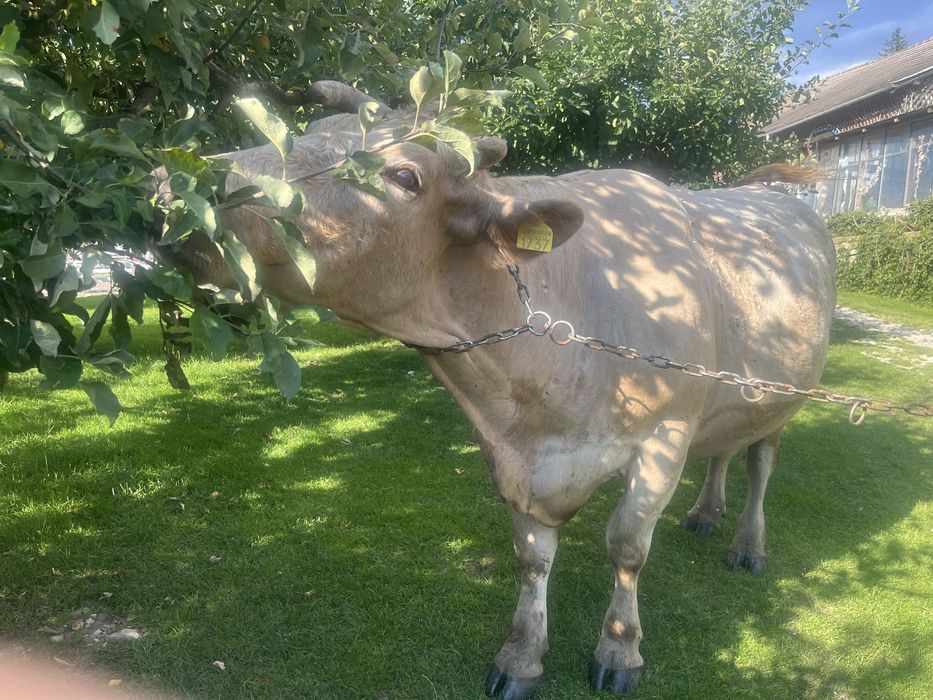 Vaca de vanzare rasă grea