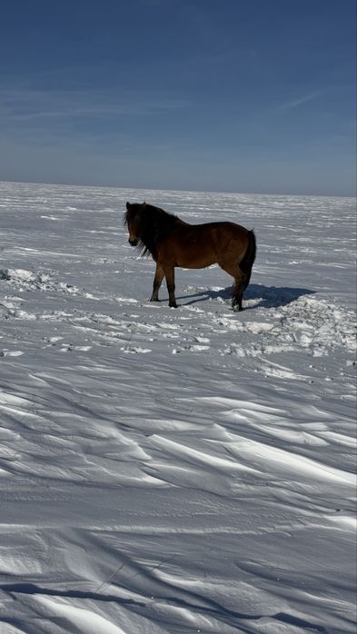 Белді айғыр сатылады