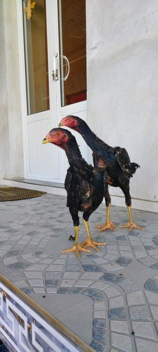 Bir par zuri bor sotuvda