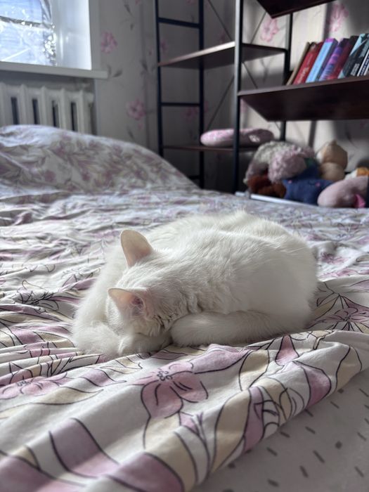 Отдам кошку в добрые руки
