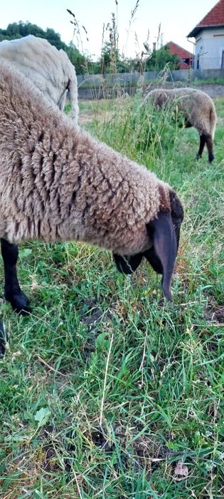 De vânzare carabasă sarbească, patru oi+berbec!