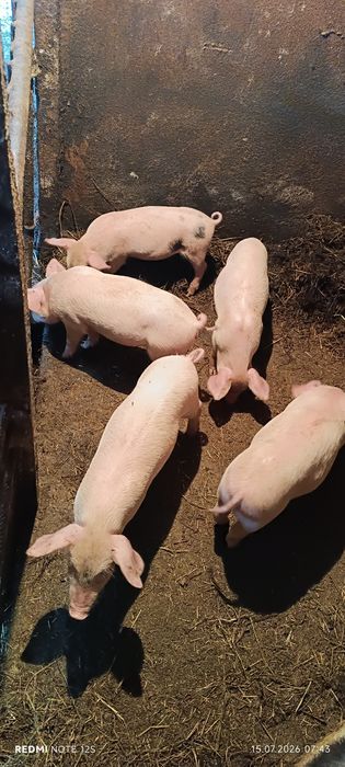 Продам поросят полтора месяца