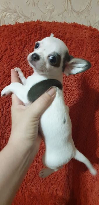 Щенок чихуахуа мальчик