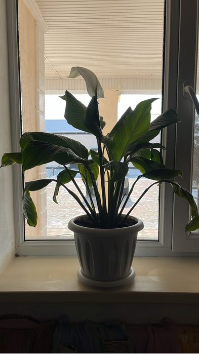 Комнатные растение