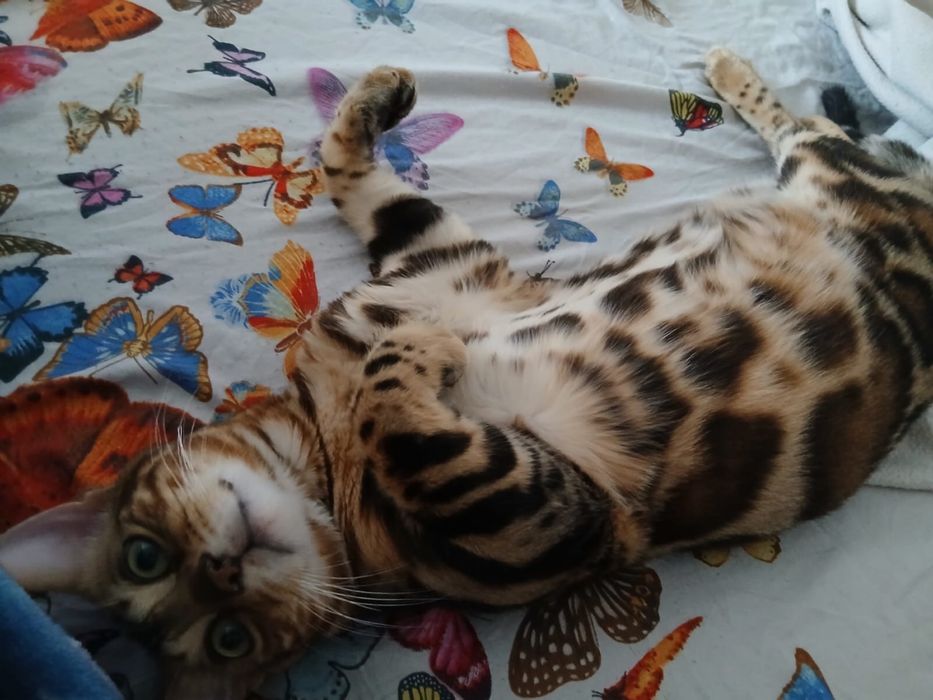 Продам бенгальского кота