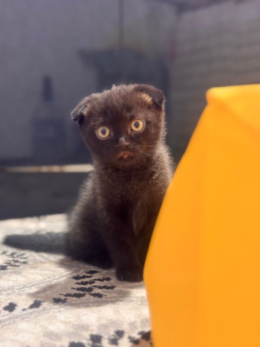 Скоттиш фолд сотилади