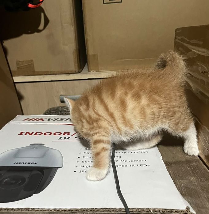 Котенок ищет семью