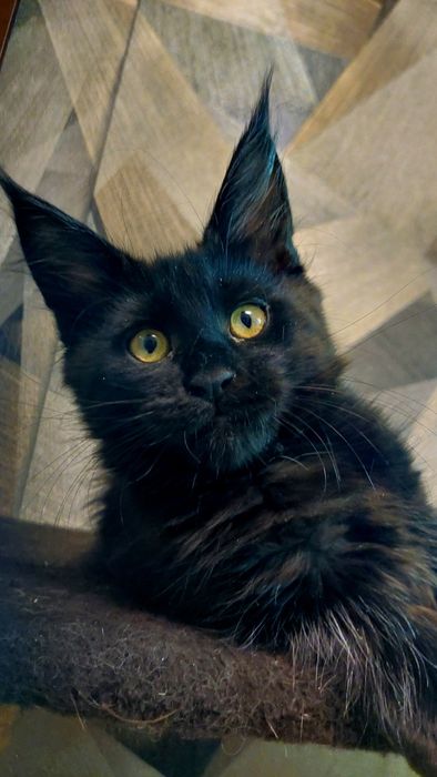 Свободные котята Мейн-кун