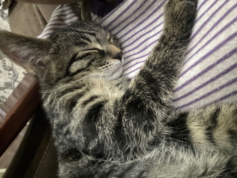 Отдам бесплатно!!