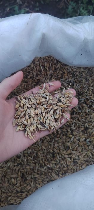 Продам ячмень 3500