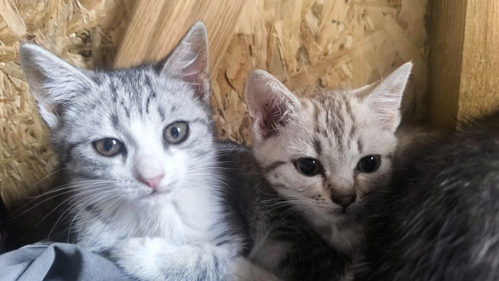 Котята в добрые руки