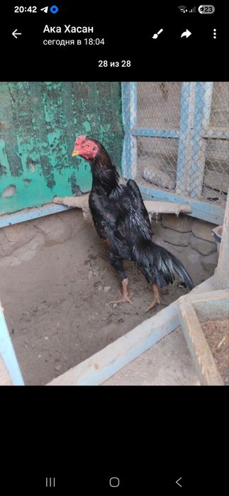 Хурозлар сотилади