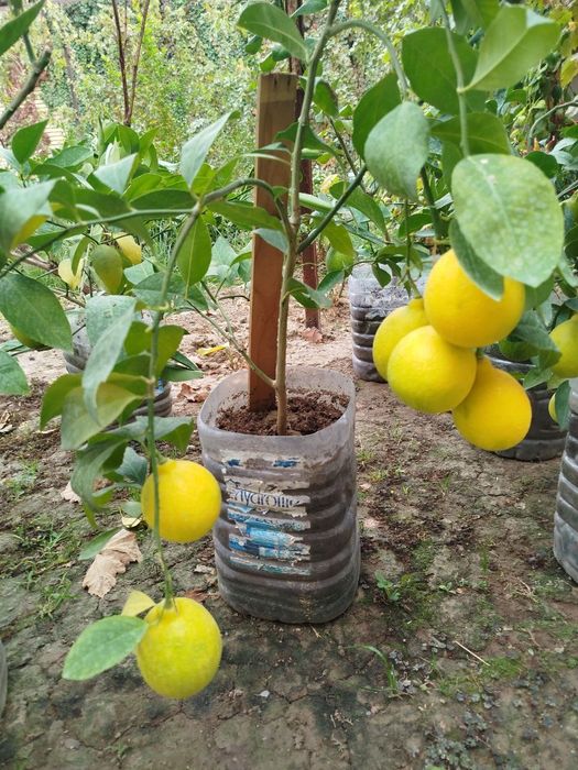Limon ko'chatla bor