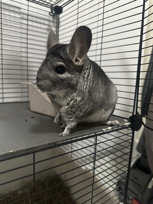 Шиншилла домашняя