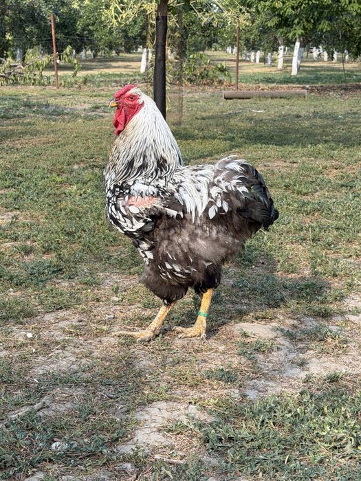 Cocoşi wyandotte,moțat/încǎlțat