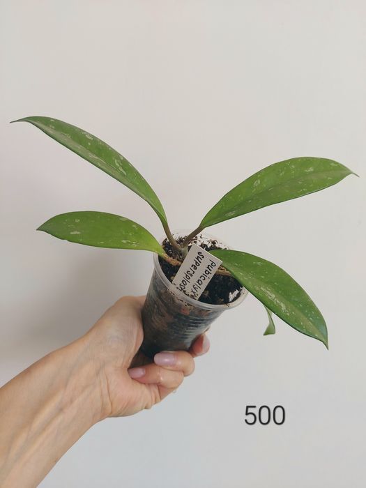 Продам разные  хотите и сциндапсусы