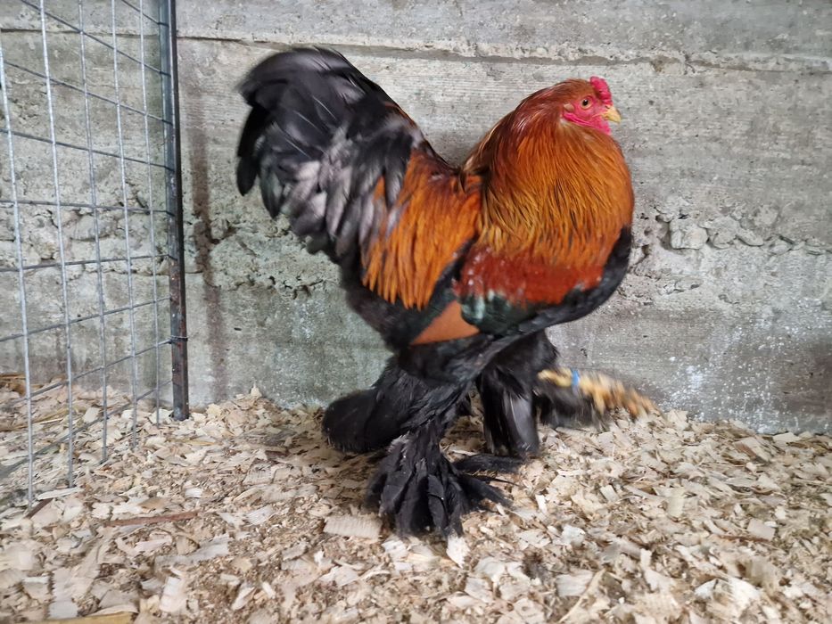 Oua incubat brahma pitic