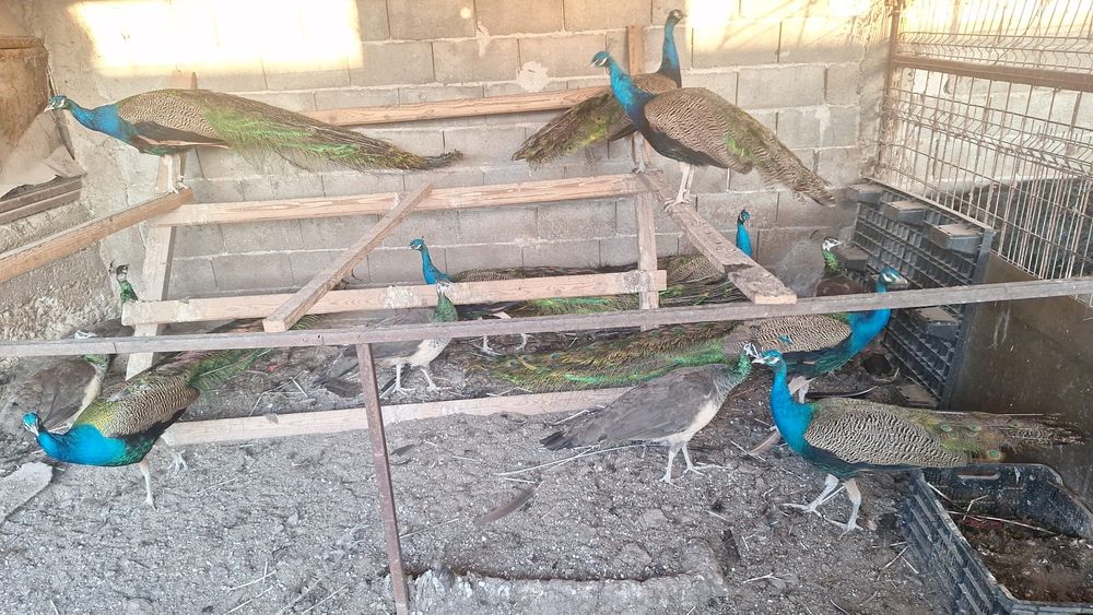 vând păuni 5 perechii