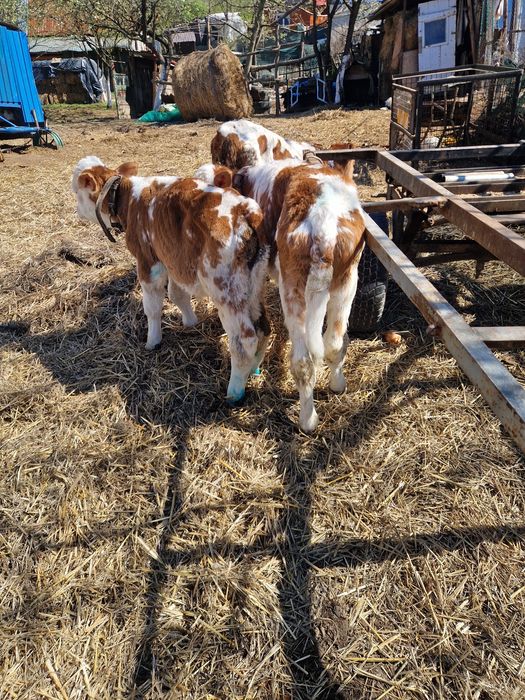 Vând vitei semi intarcati