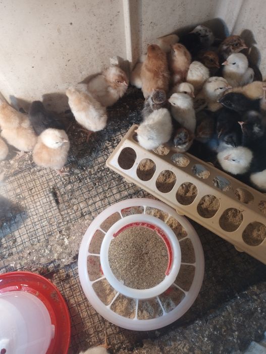Продам суточных циплят