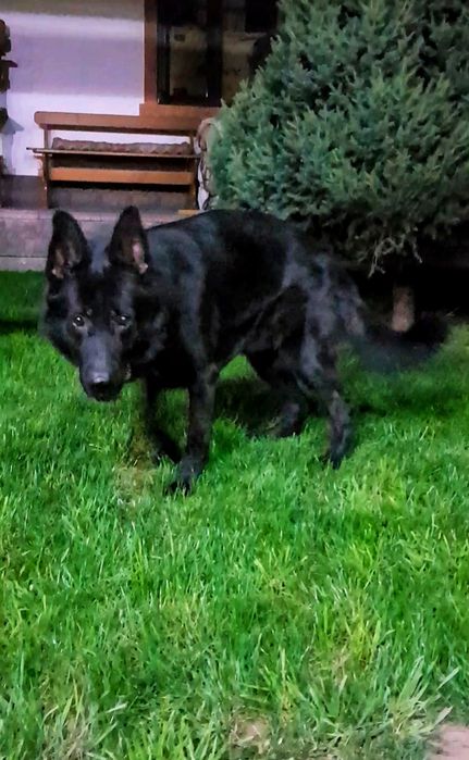 Вязка немецкая овчарка