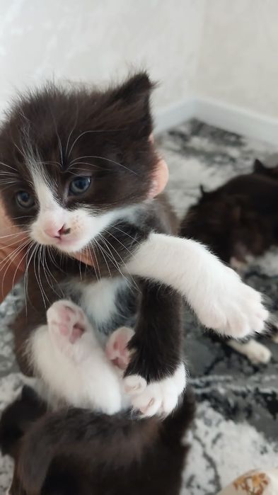 Отдаю Даром котят в добрые руки!