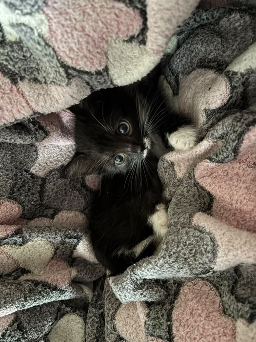 Котенок, в добрые руки