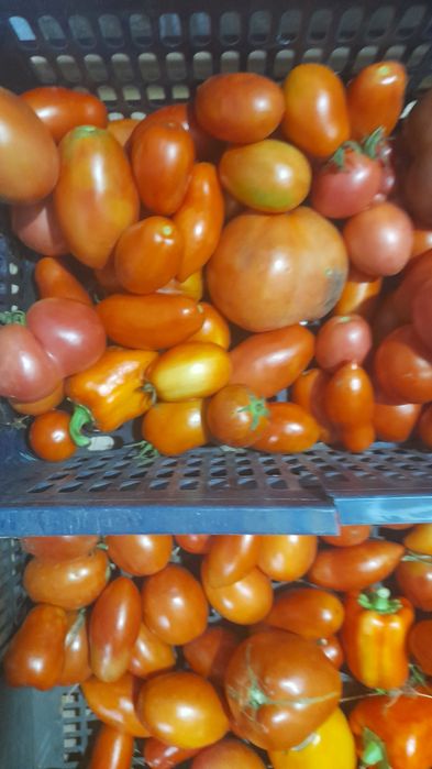 Продаю дачные помидоры  для засолки