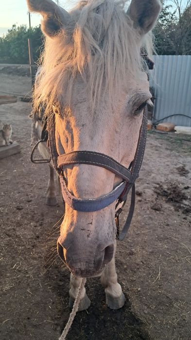 Сәлеметсіңдерме ат сатылады!