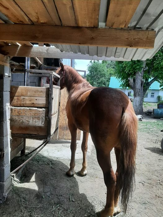 Продам жеребца айгыр сатам