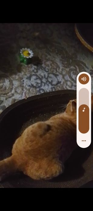 Ищу Коте любящую семью!