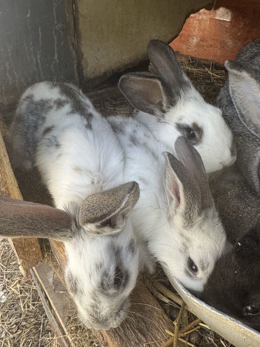 Продаются кролята