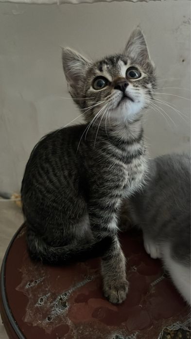 Бесплатно котенок