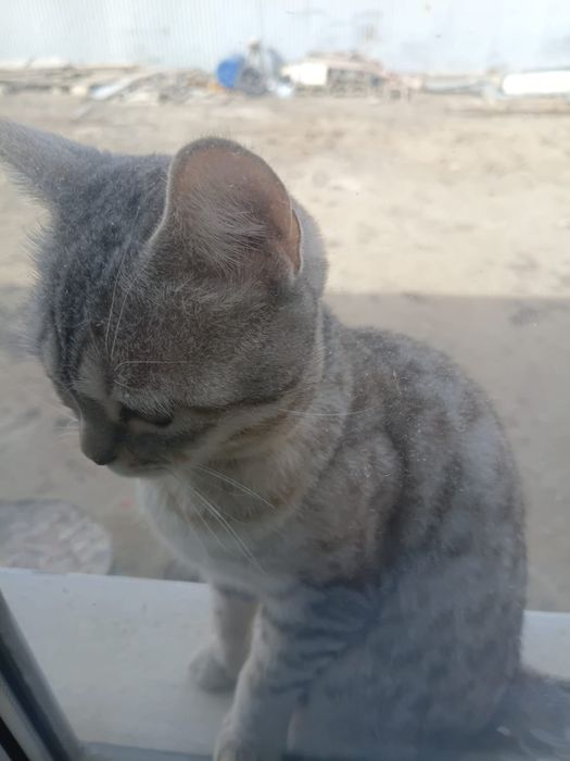 Отдам в добрые руки